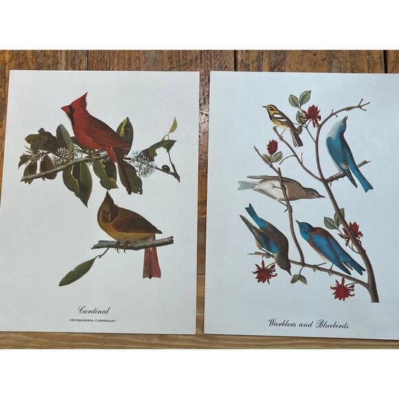 2 Vintage Beautiful Bird Prints Art. Cardinal, Warblers, blue birds. Wall Decor - Picture 4 of 9